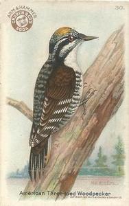 1922 Church & Dwight Useful Birds of America Third Series (J7) #30 American Three-toed Woodpecker Front