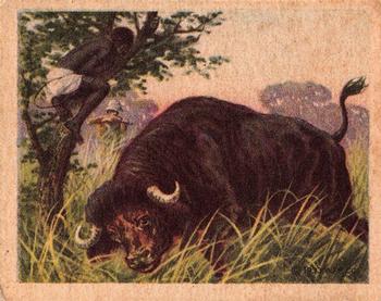1933 Planters Big Game Hunted Animals (R71) #23 Cape or Black African Buffalo Front