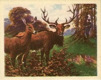 1933 Planters Big Game Hunted Animals (R71) #4 Wapiti Deer Front
