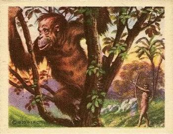 1933 Planters Big Game Hunted Animals (R71) #5 Orangutan Front
