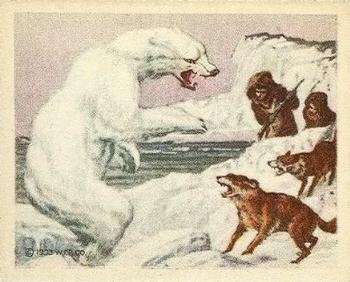 1933 Planters Big Game Hunted Animals (R71) #7 Polar Bear Front