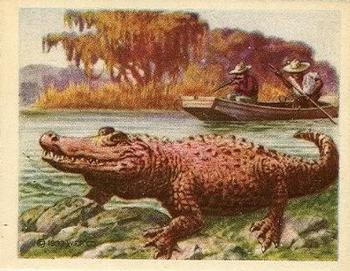 1933 Planters Big Game Hunted Animals (R71) #8 Alligator Front