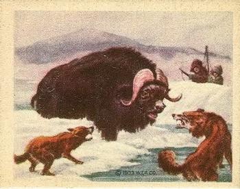 1933 Planters Big Game Hunted Animals (R71) #10 Musk Ox Front