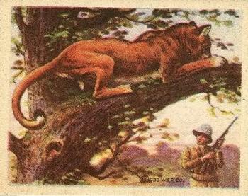 1933 Planters Big Game Hunted Animals (R71) #15 Puma Front
