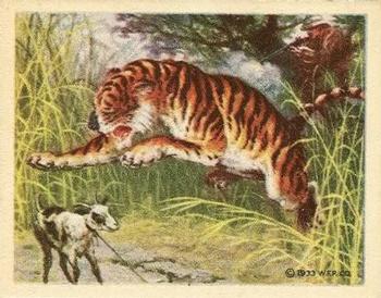 1933 Planters Big Game Hunted Animals (R71) #17 Tiger Front