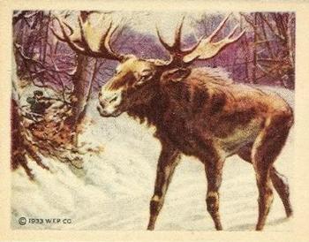 1933 Planters Big Game Hunted Animals (R71) #20 Moose Front