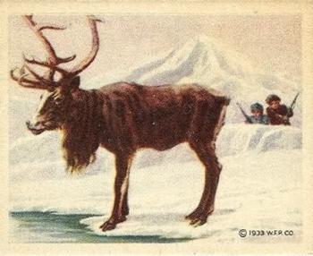 1933 Planters Big Game Hunted Animals (R71) #22 Reindeer Front