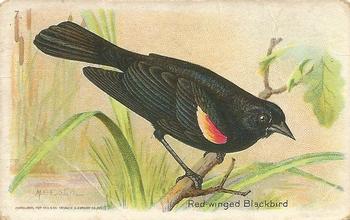 1933 Church & Dwight Useful Birds of America Seventh Series (J9-3) #7 Red-winged Blackbird Front
