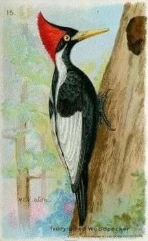 1933 Church & Dwight Useful Birds of America Seventh Series (J9-3) #15 Ivory-billed Woodpecker Front
