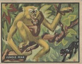1950 Topps Bring 'Em Back Alive (R714-2) #5 Jungle Fear Front