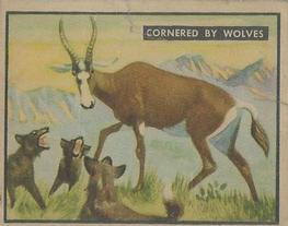 1950 Topps Bring 'Em Back Alive (R714-2) #18 Cornered by Wolves Front