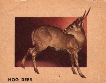 1951 Topps Animals of the World (R714-1) #121 Hog Deer Front