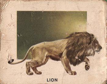 1951 Topps Animals of the World (R714-1) #160 Lion Front