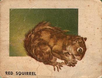 1951 Topps Animals of the World (R714-1) #101 Red Squirrel Front