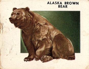 1951 Topps Animals of the World (R714-1) #102 Alaska Brown Bear Front