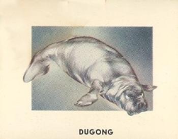 1951 Topps Animals of the World (R714-1) #103 Dugong Front
