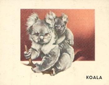 1951 Topps Animals of the World (R714-1) #105 Koala Front