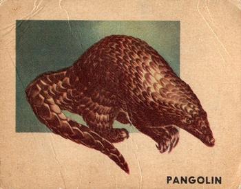 1951 Topps Animals of the World (R714-1) #106 Pangolin Front