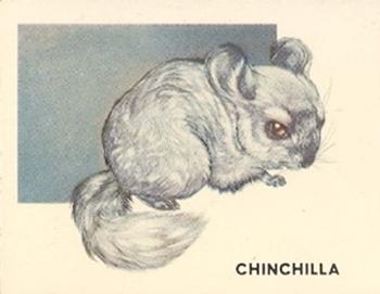 1951 Topps Animals of the World (R714-1) #113 Chinchilla Front