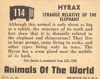 1951 Topps Animals of the World (R714-1) #114 Hyrax Back