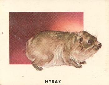 1951 Topps Animals of the World (R714-1) #114 Hyrax Front