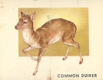 1951 Topps Animals of the World (R714-1) #122 Common Duiker Front