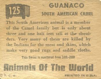 1951 Topps Animals of the World (R714-1) #125 Guanaco Back