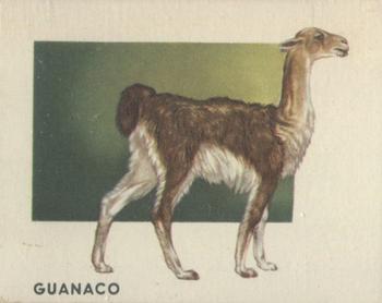1951 Topps Animals of the World (R714-1) #125 Guanaco Front
