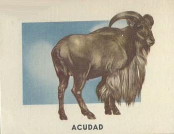 1951 Topps Animals of the World (R714-1) #128 Acudad Front