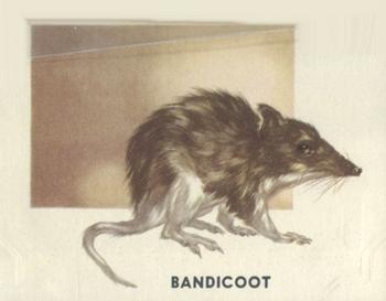 1951 Topps Animals of the World (R714-1) #140 Bandicoot Front