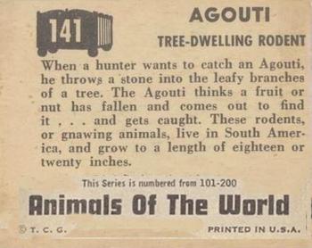 1951 Topps Animals of the World (R714-1) #141 Agouti Back