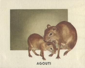 1951 Topps Animals of the World (R714-1) #141 Agouti Front