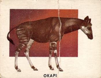 1951 Topps Animals of the World (R714-1) #142 Okapi Front