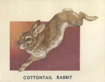 1951 Topps Animals of the World (R714-1) #143 Cottontail Rabbit Front