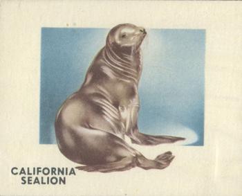 1951 Topps Animals of the World (R714-1) #144 California Sea Lion Front