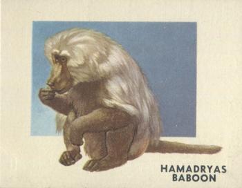 1951 Topps Animals of the World (R714-1) #145 Hamadryas Baboon Front