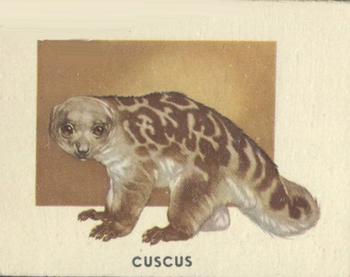 1951 Topps Animals of the World (R714-1) #148 Cuscus Front
