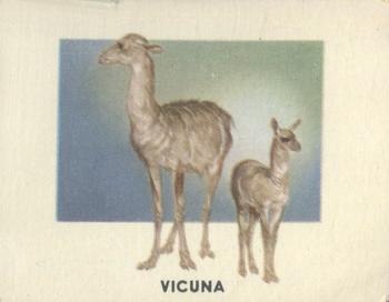 1951 Topps Animals of the World (R714-1) #149 Vicuna Front