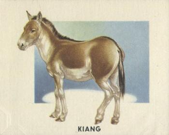 1951 Topps Animals of the World (R714-1) #150 Kiang Front