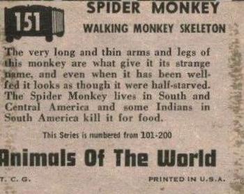 1951 Topps Animals of the World (R714-1) #151 Spider-Monkey Back