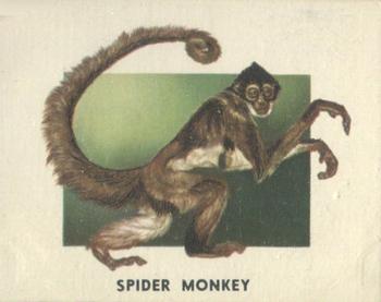 1951 Topps Animals of the World (R714-1) #151 Spider-Monkey Front