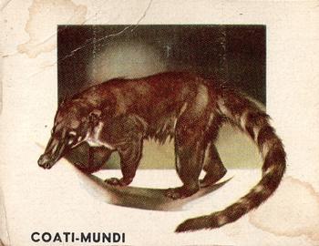 1951 Topps Animals of the World (R714-1) #152 Coati-Mundi Front