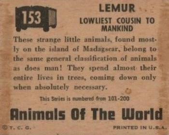 1951 Topps Animals of the World (R714-1) #153 Lemur Back