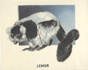 1951 Topps Animals of the World (R714-1) #153 Lemur Front