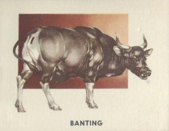 1951 Topps Animals of the World (R714-1) #155 Banting Front
