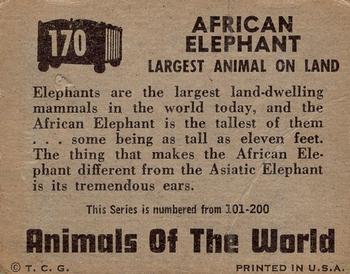 1951 Topps Animals of the World (R714-1) #170 African Elephant Back