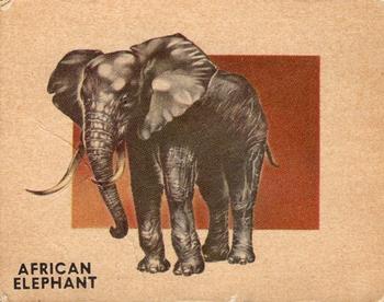 1951 Topps Animals of the World (R714-1) #170 African Elephant Front