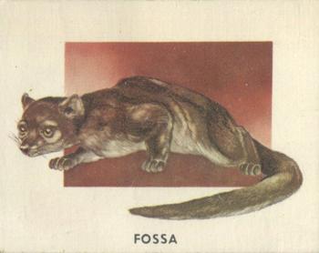 1951 Topps Animals of the World (R714-1) #173 Fossa Front