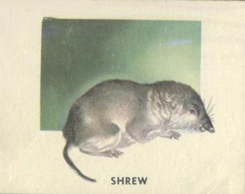 1951 Topps Animals of the World (R714-1) #175 Shrew Front