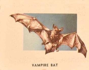 1951 Topps Animals of the World (R714-1) #178 Vampire Bat Front